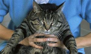 Ожирение у кошек Фото