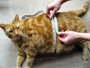 Диагностика ожирения у кошек Фото