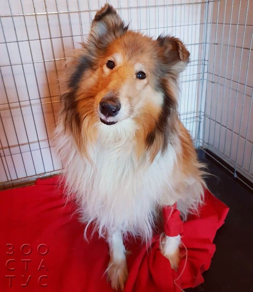 Паховая грыжа у собак Фото удаление грыжи у собаки