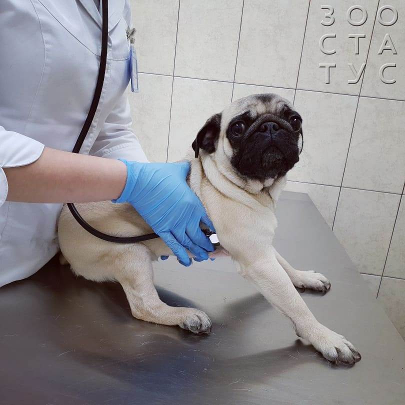 Паховая грыжа у собак Фото удаление грыжи у собаки