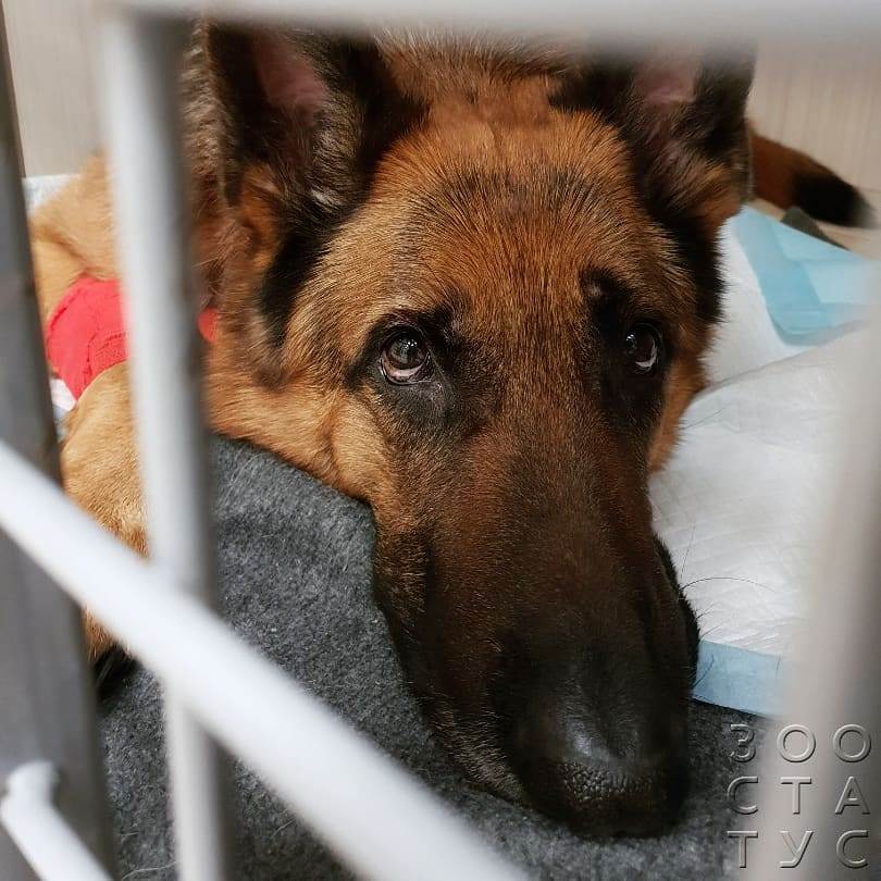 Паховая грыжа у собак Фото удаление грыжи у собаки