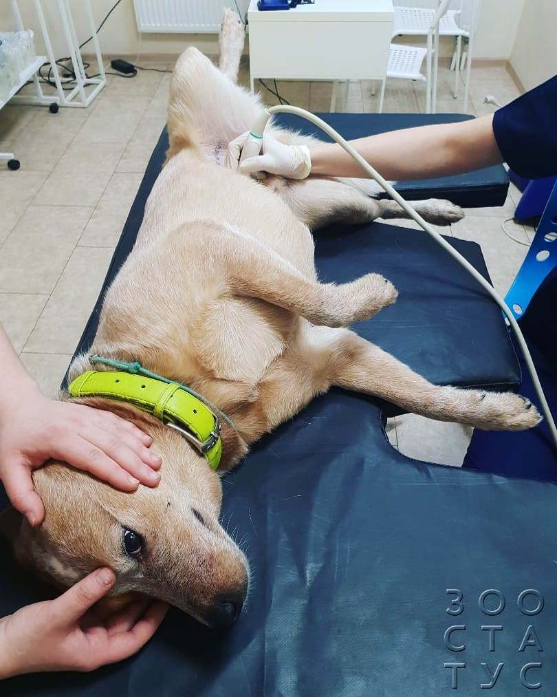 Паховая грыжа у собак Фото удаление грыжи у собаки