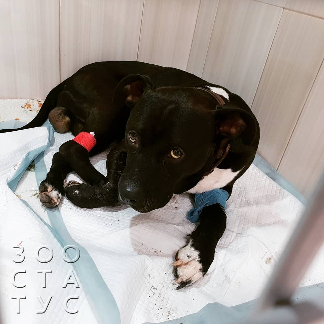 боль у кошек и собак