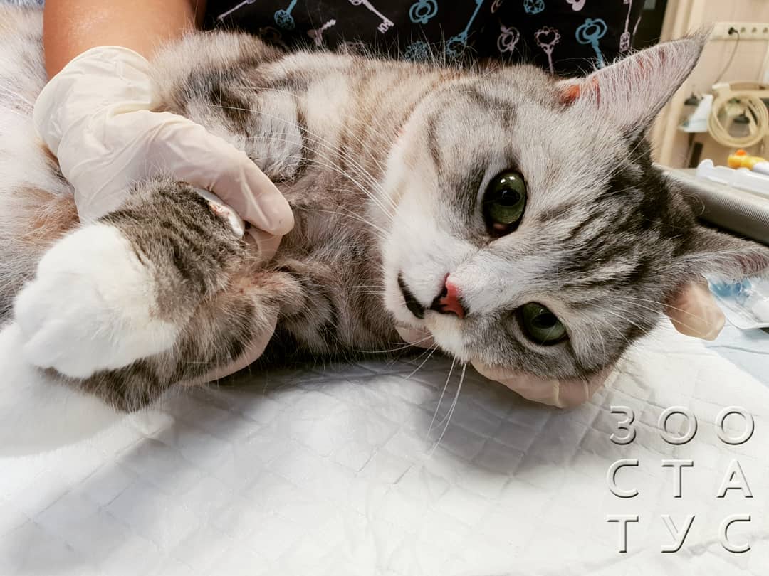 боль у кошек и собак