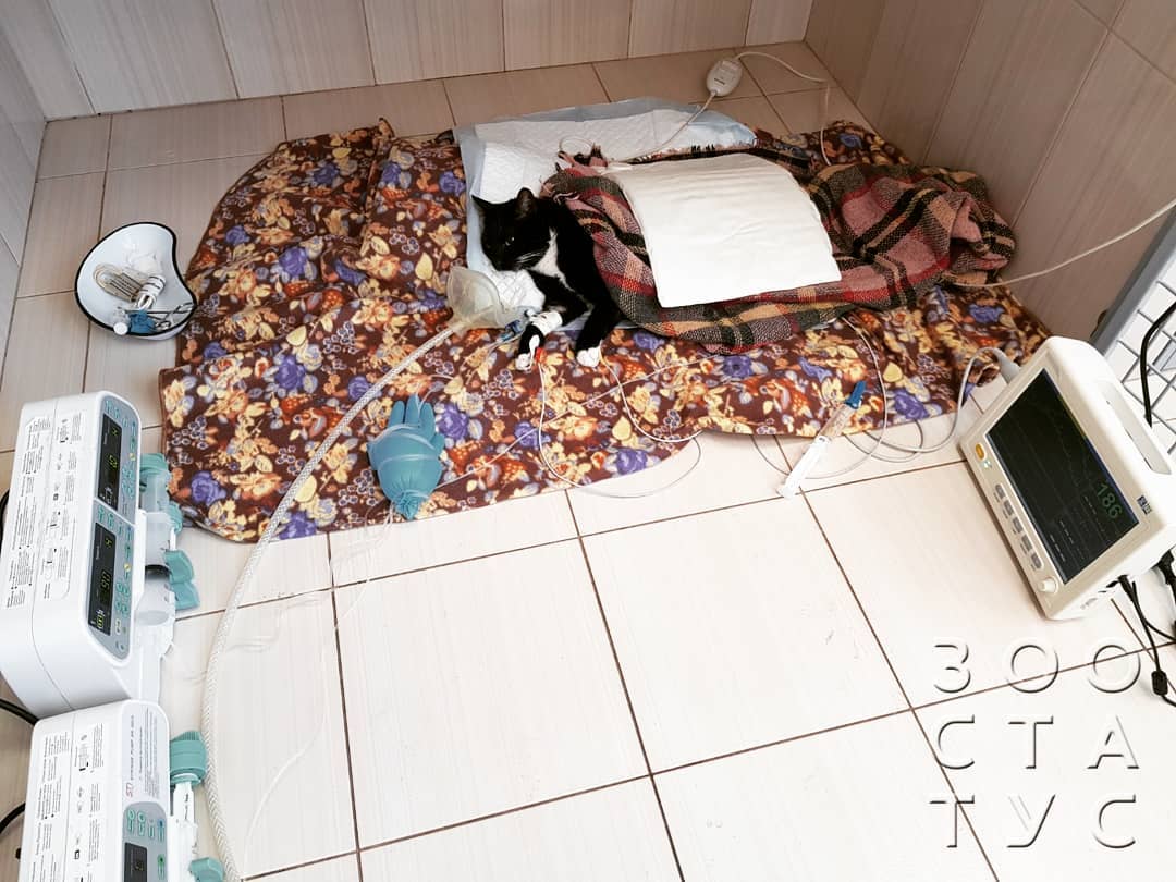 боль у кошек и собак