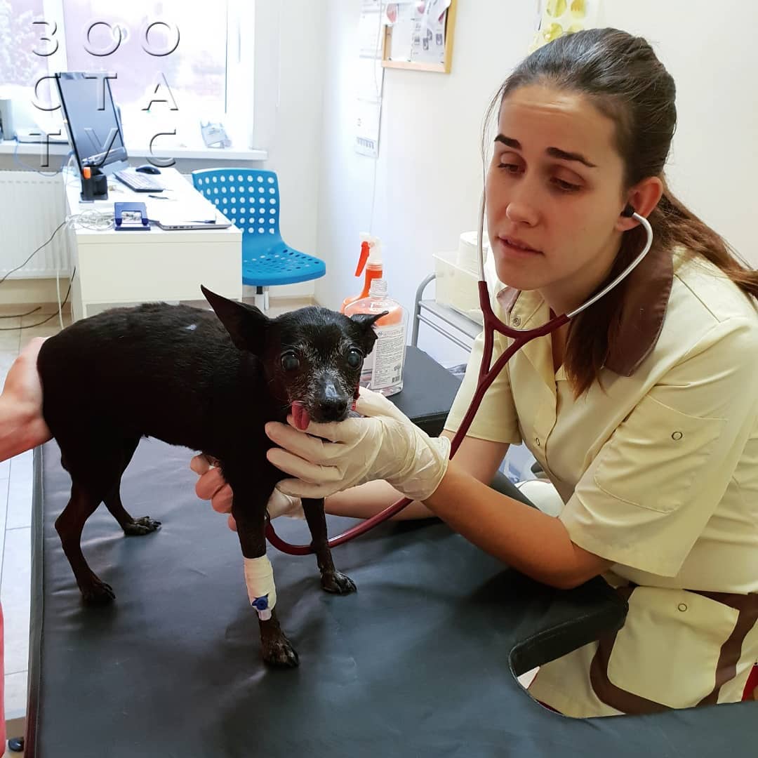 боль у кошек и собак