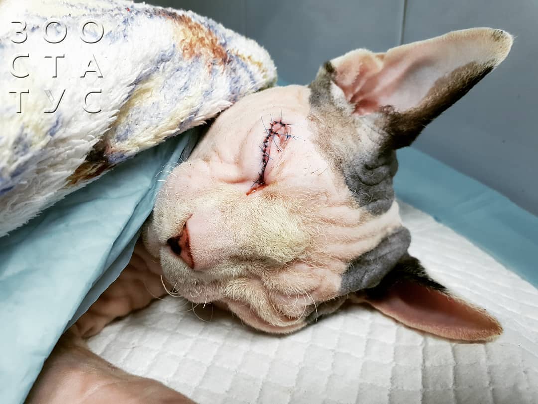 боль у кошек и собак