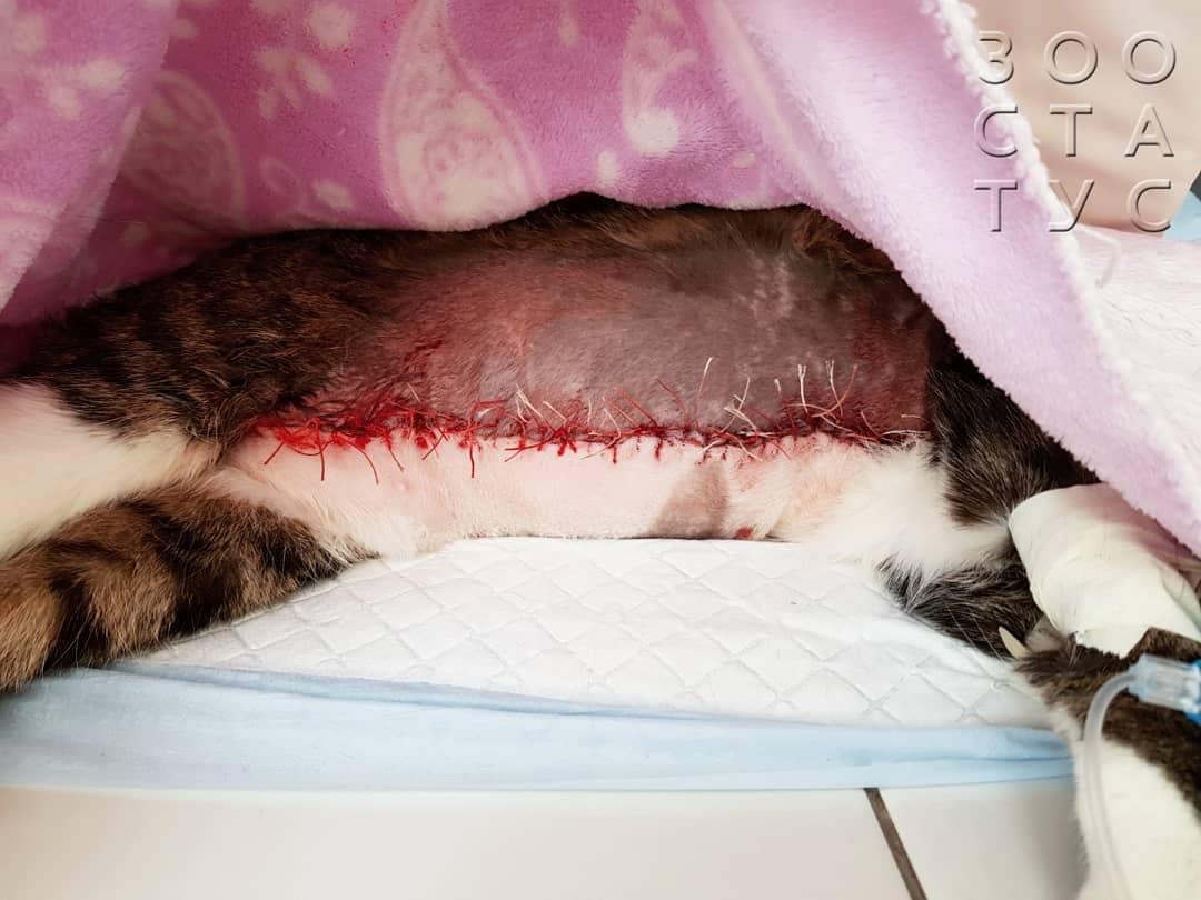 боль у кошек и собак