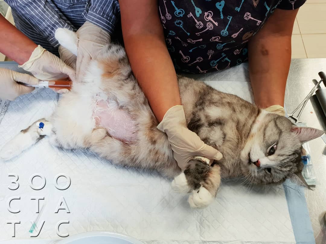 боль у кошек и собак