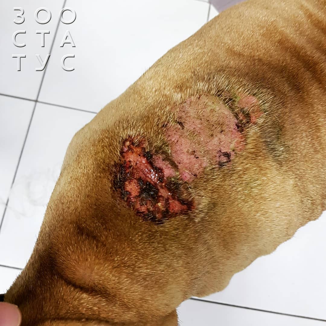 боль у кошек и собак