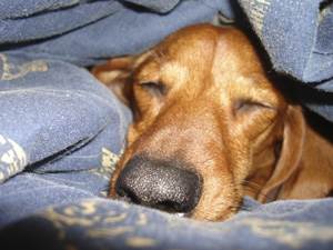 Вирус парагриппа собак Фото