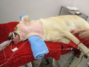 Паралич гортани у собак Фото