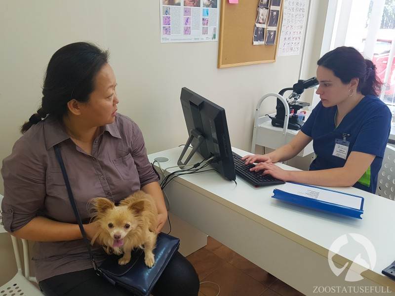 Собака в клинике Фото прием ветеринара