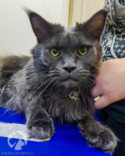 Кошка на приеме Фото прием ветеринара