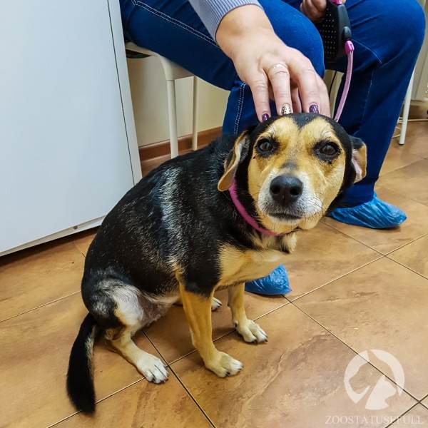 Собака на приеме Фото прием ветеринара