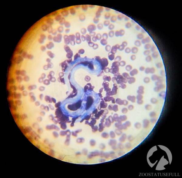 Дирофиляриоз Фото дирофилярия в микроскопе