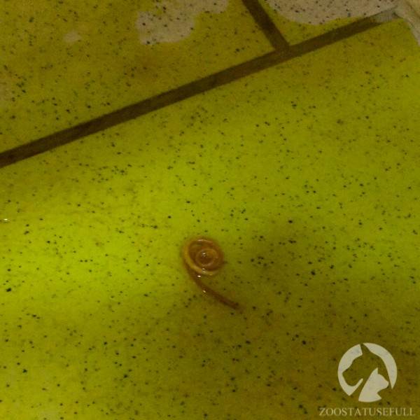 Токсокароз Фото токсокары