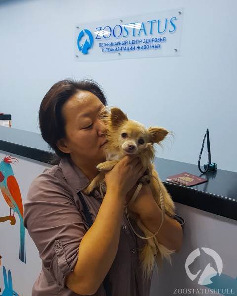 Собака на приеме Фото прием ветеринара