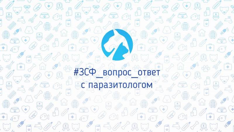 Ответы паразитолога Фото рубрика вопрос-ответ с ветеринарным паразитологом