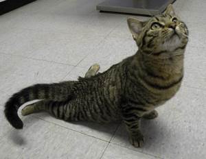 Парезы и параличи у кошек Фото