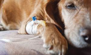 Перекрут доли легкого Фото