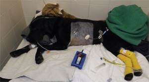 Перекрут доли легкого Фото