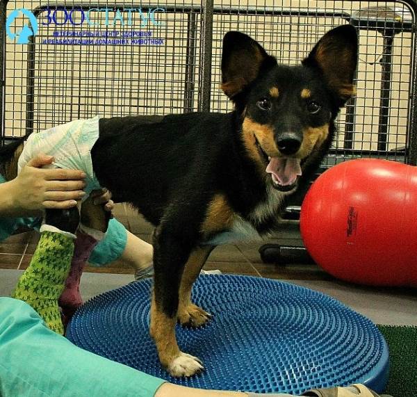 Упражнение на балансировочной платформе Фото