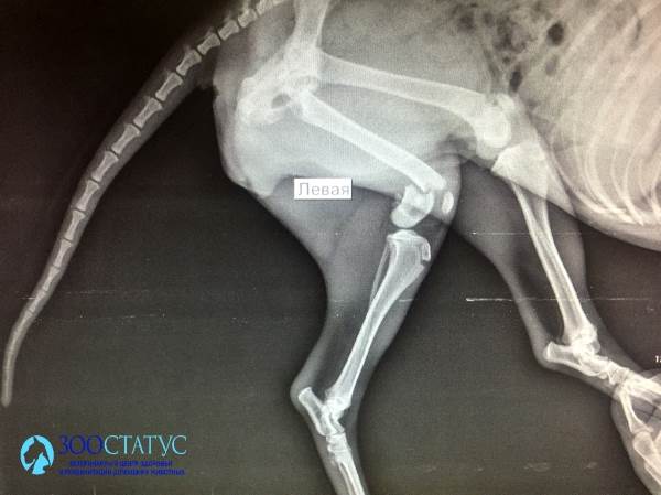 Рентген перелома у собаки Фото