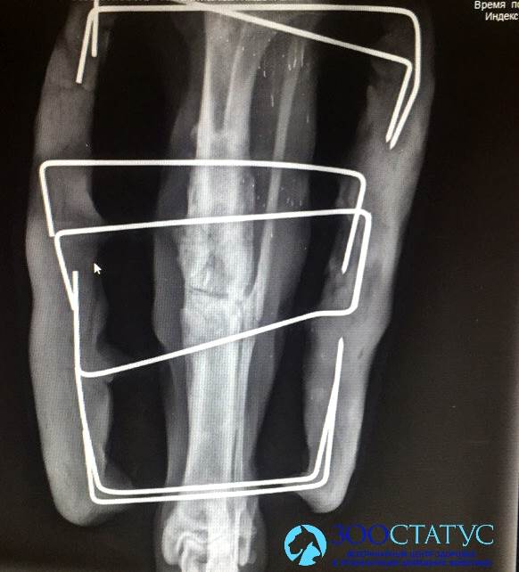Рентген остеосинтеза перелома у собаки Фото