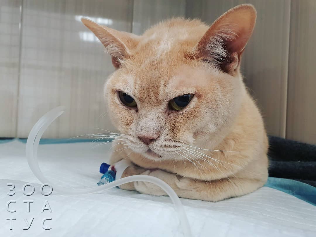 Переломы у кошек Фото кот сломал лапу