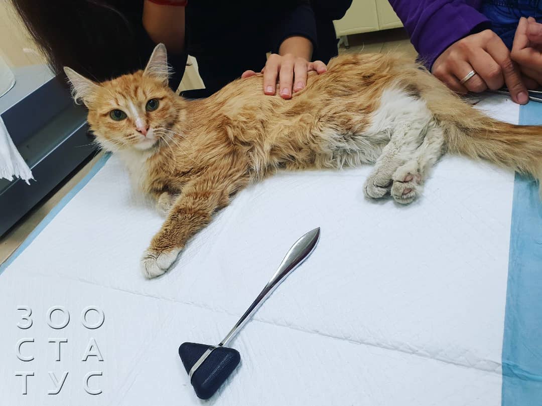 Переломы у кошек Фото кот сломал лапу