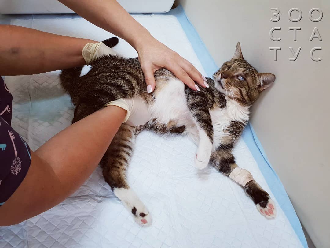 Переломы у кошек Фото кот сломал лапу