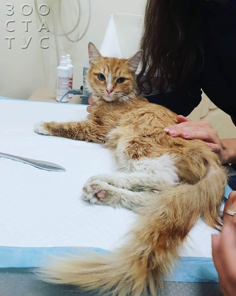 Переломы у кошек Фото кот сломал лапу