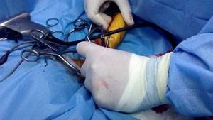 Переломы костей у собак Фото