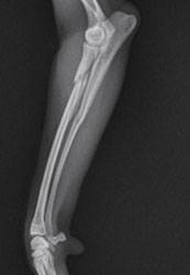 Переломы костей у собак Фото