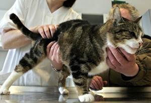 Первичный осмотр Фото