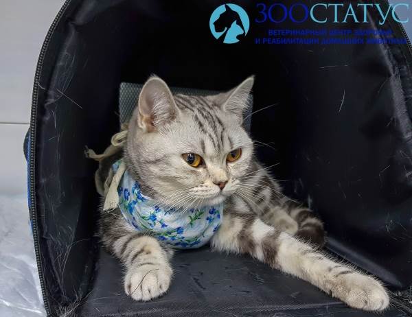 Кошка с пиометрой
Фото пиометра у кошек