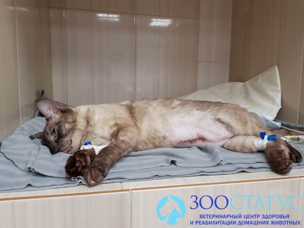 Кошка с пиометрой
Фото пиометра у кошек