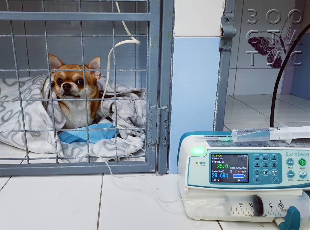 Пироплазмоз у собак Фото бабезиоз собак