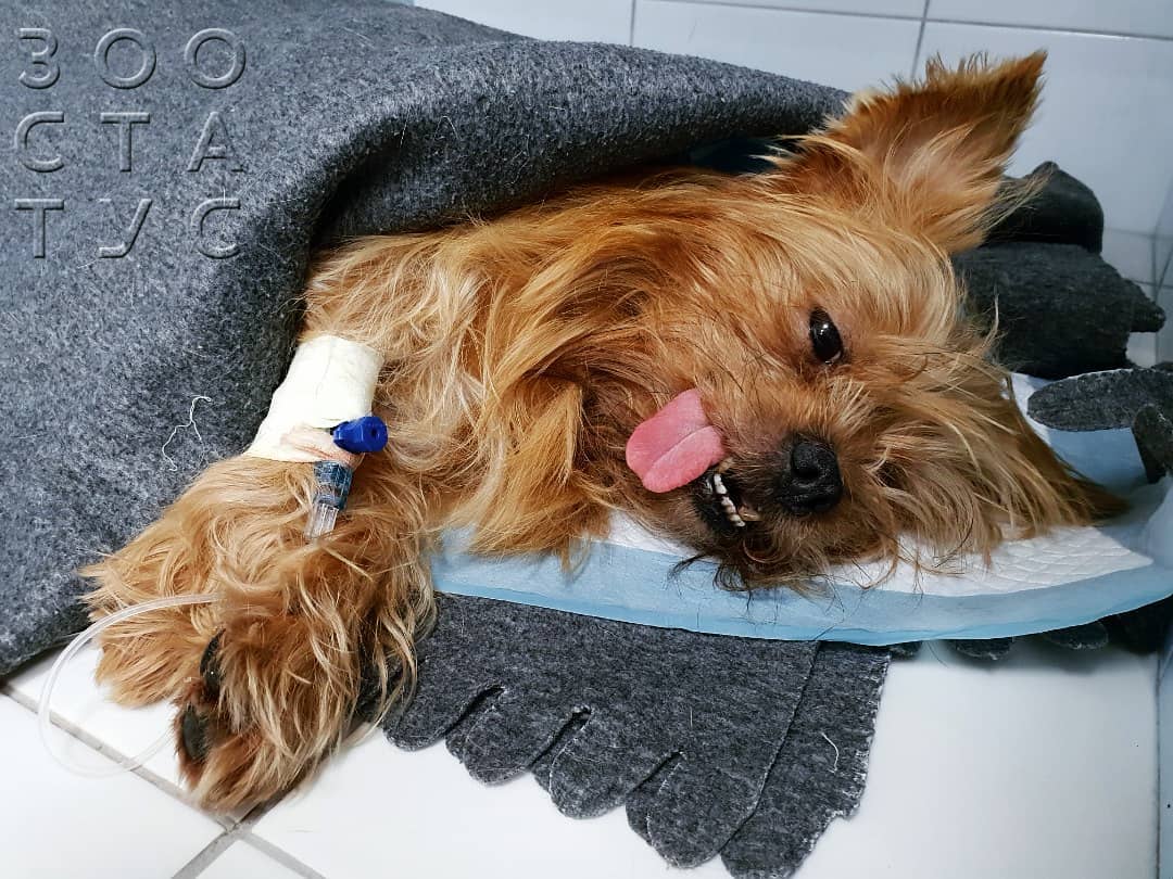 Пироплазмоз у собак Фото бабезиоз собак