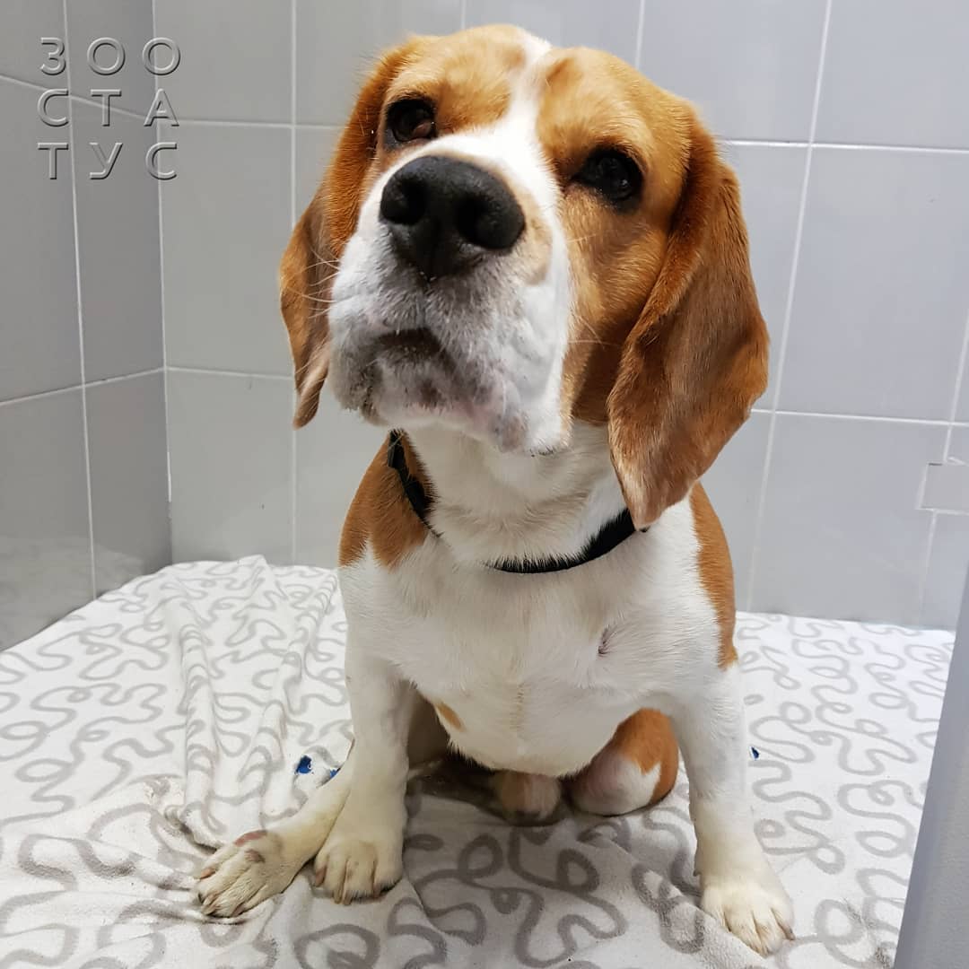 Пироплазмоз у собак Фото бабезиоз собак