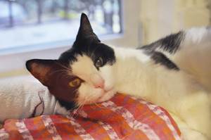 Плеврит у кошек Фото