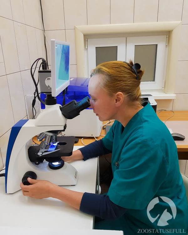 Диагностика пододерматита Фото микроскопия для постановки диагноза