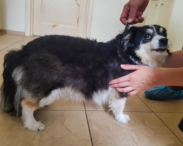 Собака Фото собака с пододерматитом