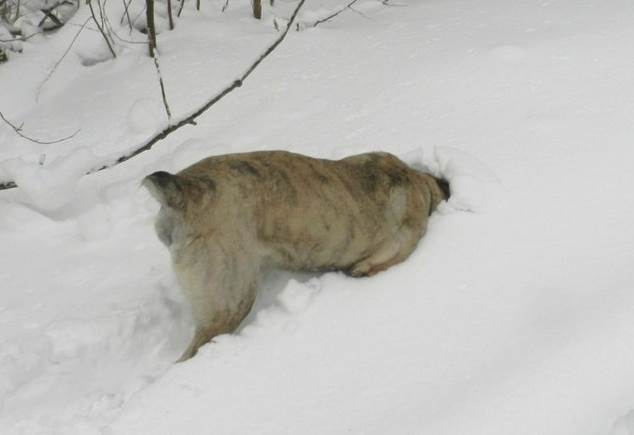 Собака Фото собака с пододерматитом