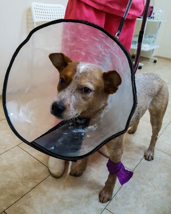 Собака в воротнике Фото собака в защитном воротнике