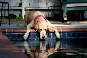Полиурия и полидипсия у собак Фото