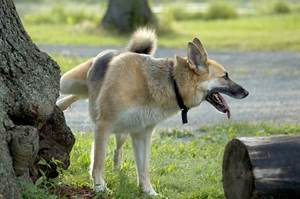 Полиурия и полидипсия у собак Фото