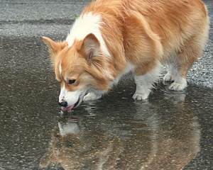 Полиурия и полидипсия у собак Фото