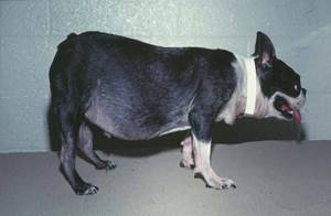 Полиурия и полидипсия у собак Фото